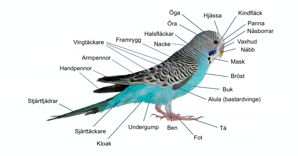 Anatomi hos en undulat