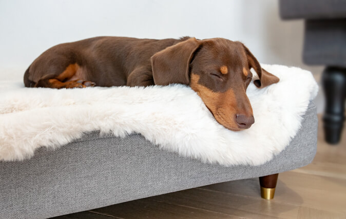 Skäm bort din hund med en ny bäddmadrass som passar hundens unika och snygga säng