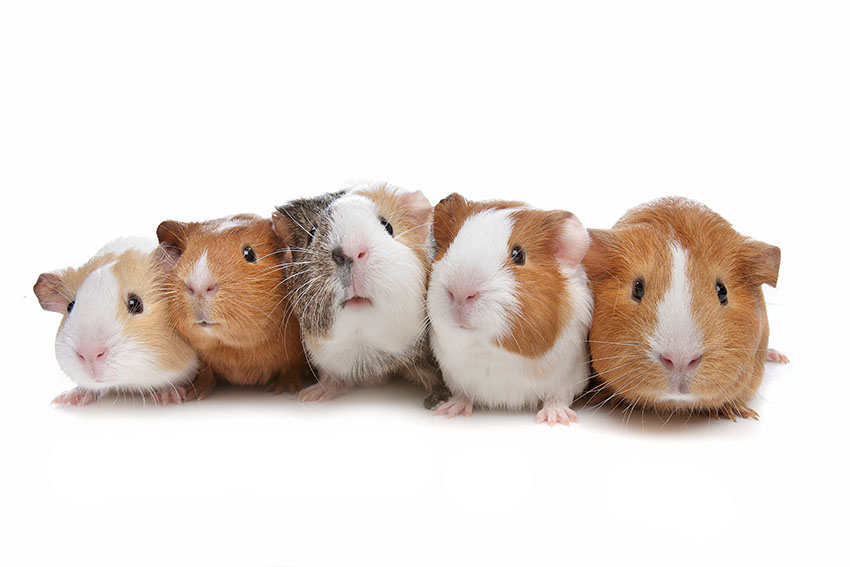 a group of guinea pigs