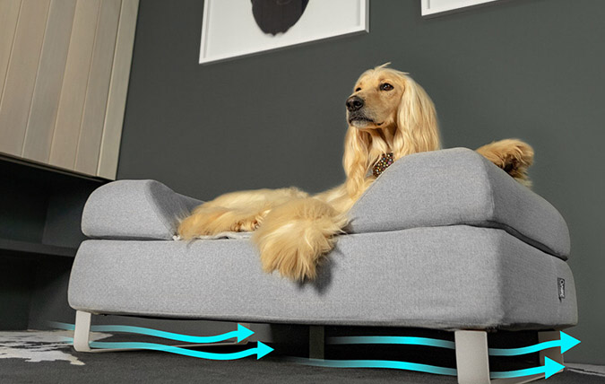 Hund ligger på hundsängen Topology som har lyfts upp från golvet för att förbättra luftcirkulation och hygien