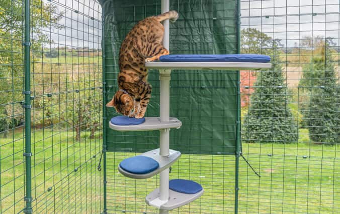 Kitten using the extra steps added to his cat tree perch personalised to his needs