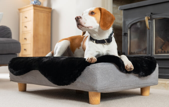 en beagle ligger på hundsängen Topology med madrassbotten i memory foam, den svarta bäddmadrassen i fårskinn och ben i trä