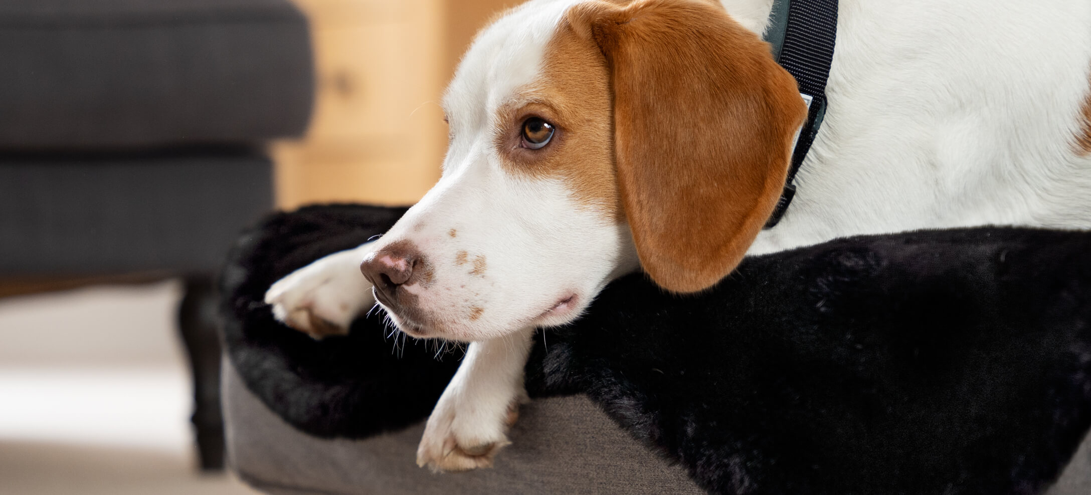 En Beagle ligger på Omlets Topology hundsäng