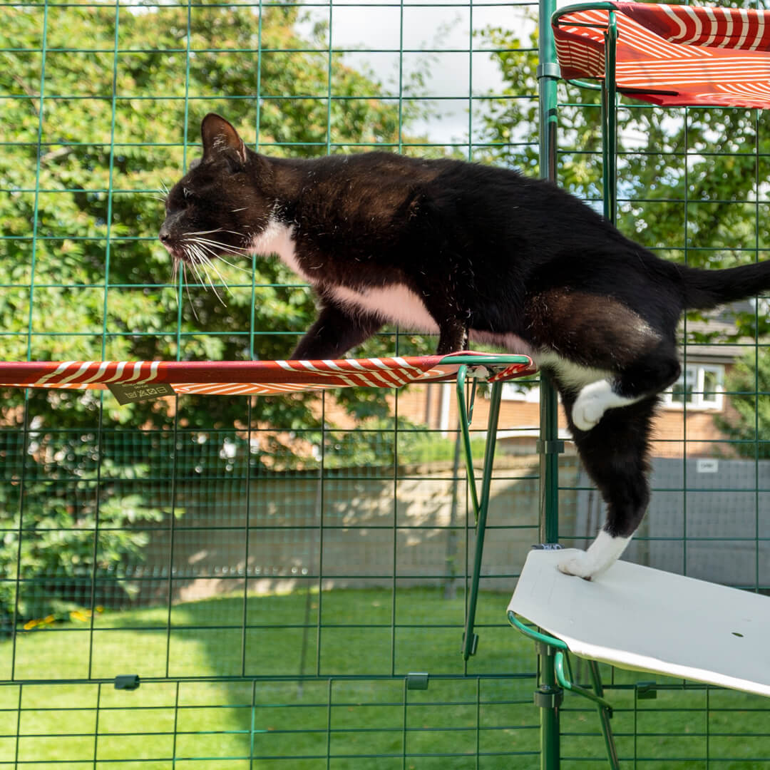 En svart katt klättrar upp på en katthylla i tyg som placerats i en kattgård utomhus