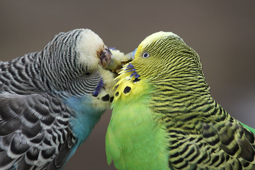 Budgie feeding mate