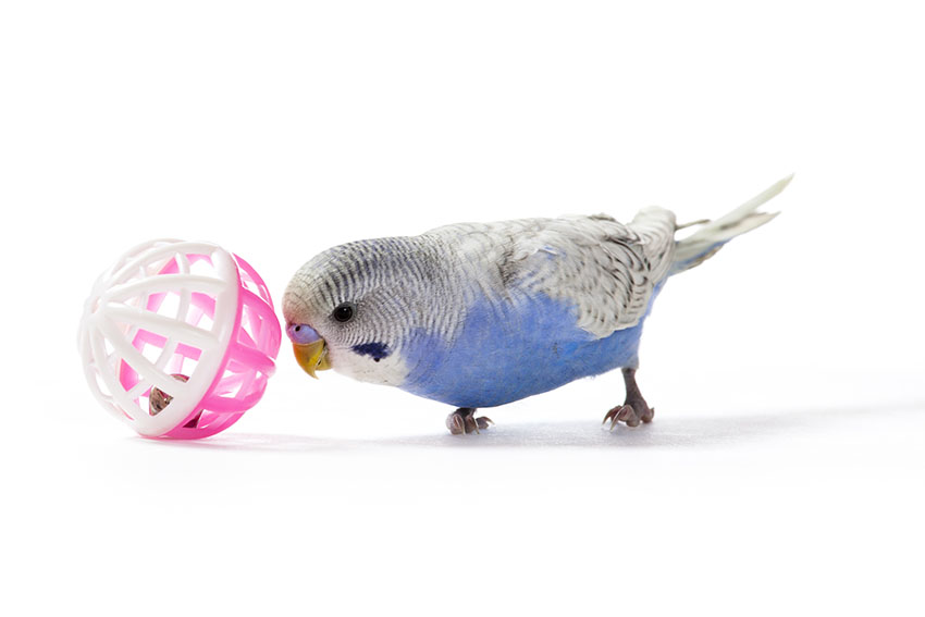 A budgie playing with a ball