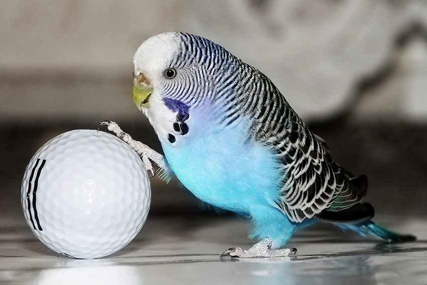 undulat med en golfboll