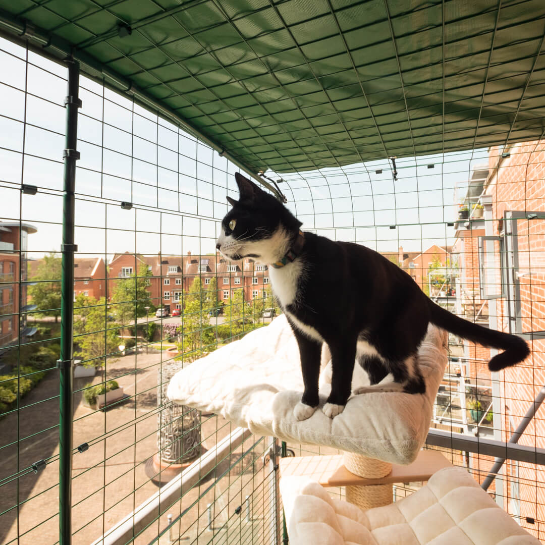 En katt kopplar av i Omlets säkra balkonggård för katter