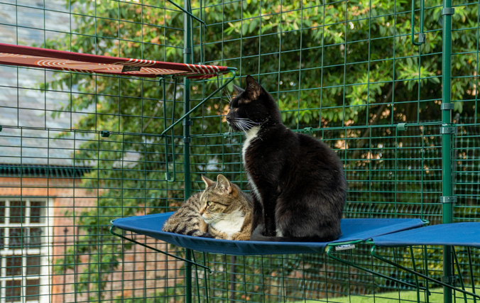Katter kopplar av på en katthylla av tyg inuti en kattgård