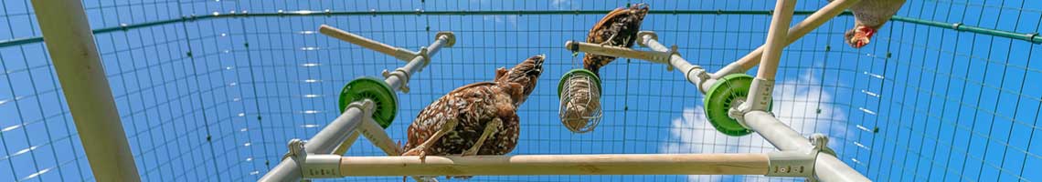 chickens perching in the poletree chicken perch system