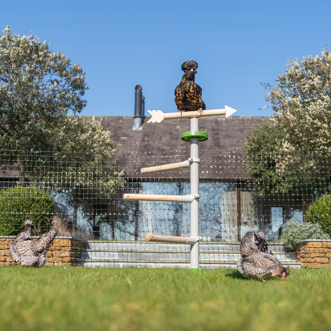 Kycklingflock som leker med kycklingleksaker och sitter i trädgården fristående kycklingstångsträd