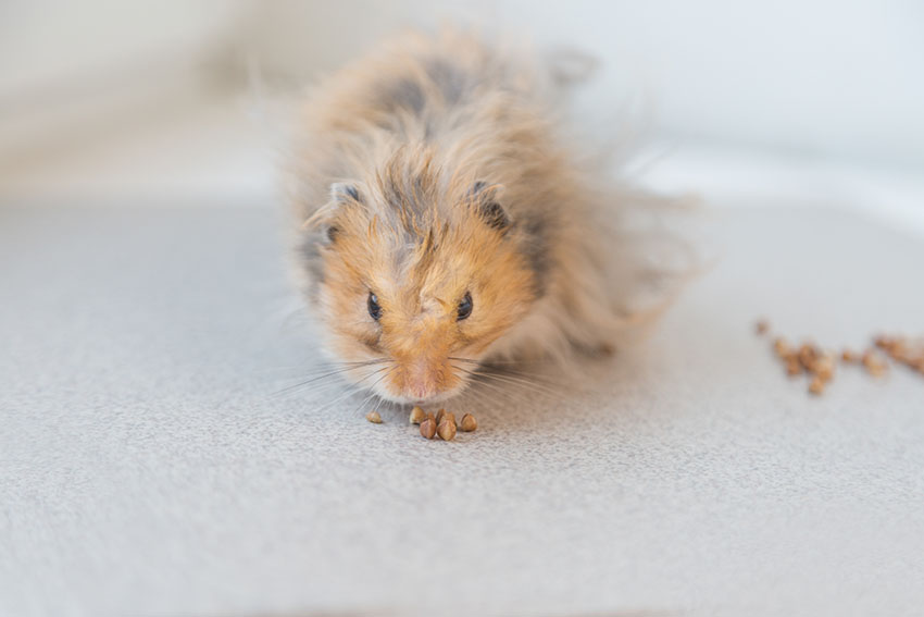 Din hamster kommer tacka dig om du städar buren noggrant