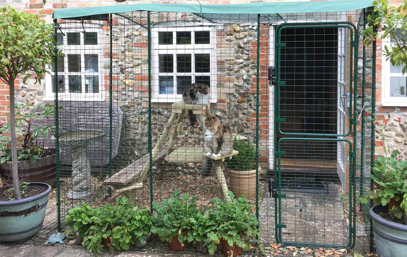 katter leker i en kattgård utomhus