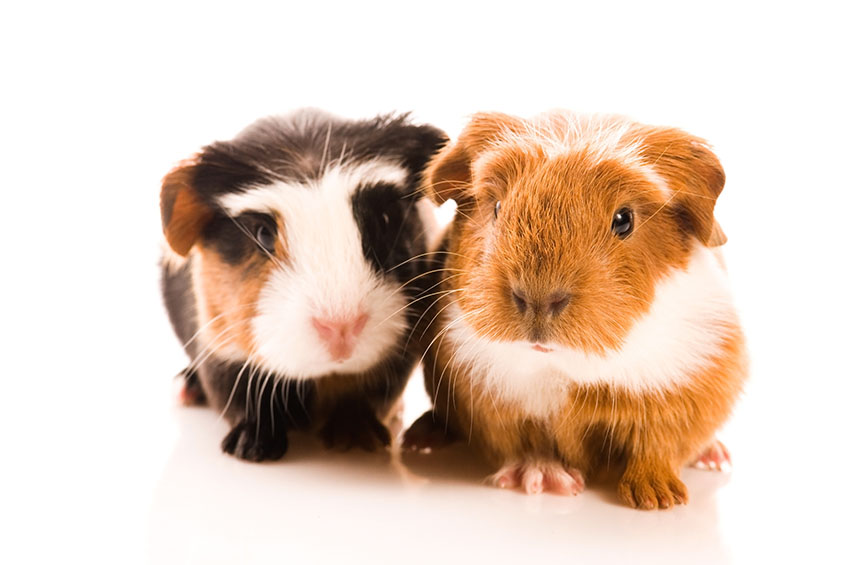 cute baby guinea pigs