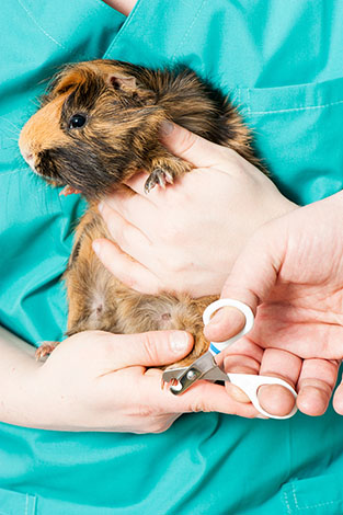 cutting a guinea pigs nails