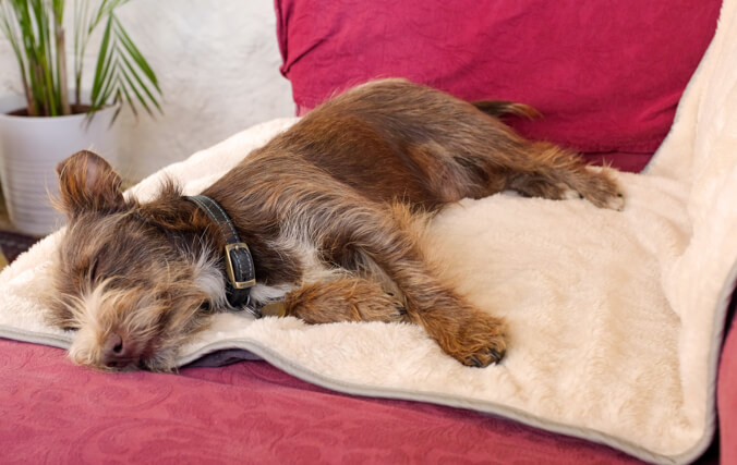 Liten hund som sover på en soffa med en filt under sig för att skydda .