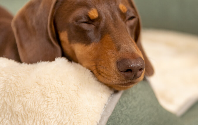 Hund som sover på en bolsterbädd med den mjuka filten