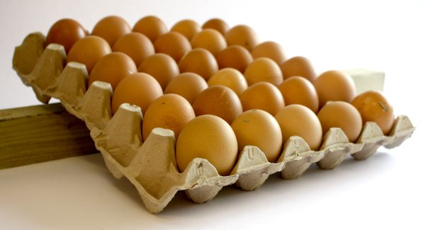 Förvara dina ägg på en bricka och använd en bit trä för att gunga dem fram och tillbaka varje dag