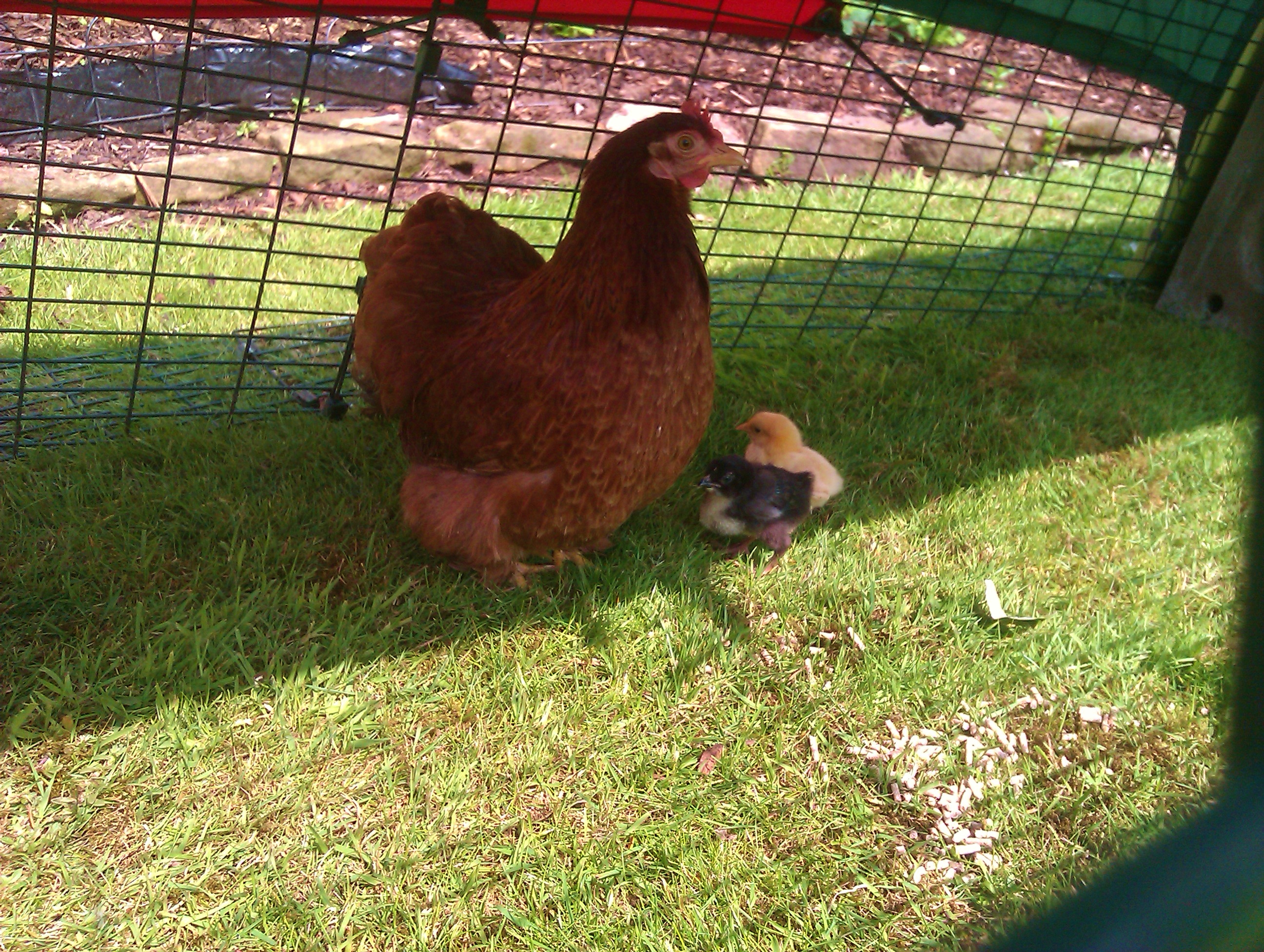 Lewis Wescotts höna tar hand om sina gulliga små kycklingar i deras Eglu Classic med gård