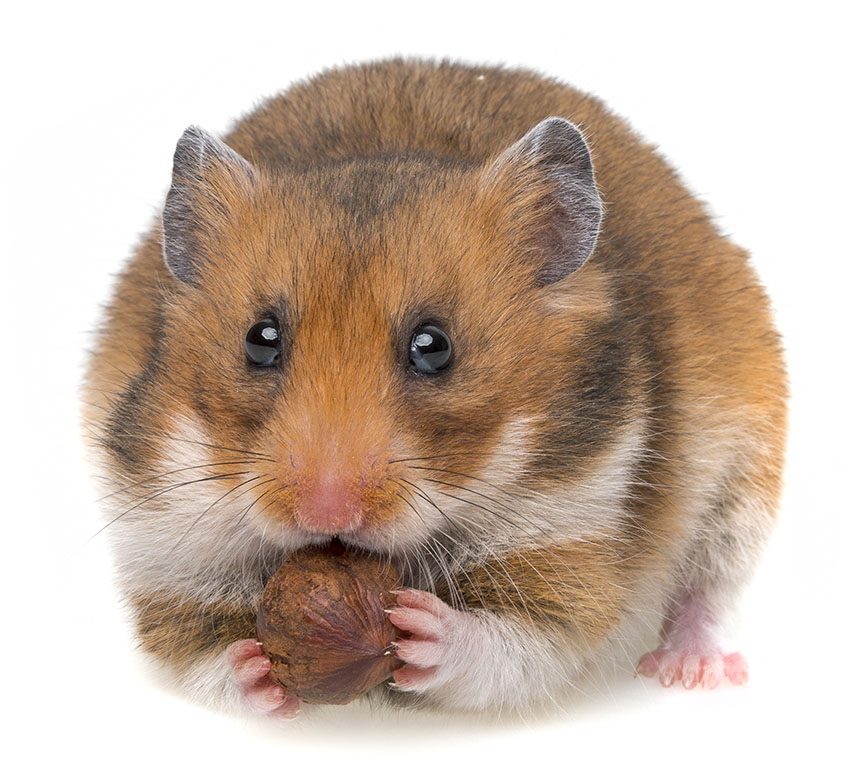 Du behöver några viktiga tillbehör för att ta hand om din hamster