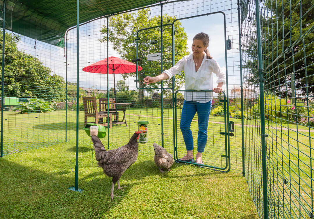 en kvinna tittar till sina hönor i en förlängd Walk in-hönsgård från Omlet