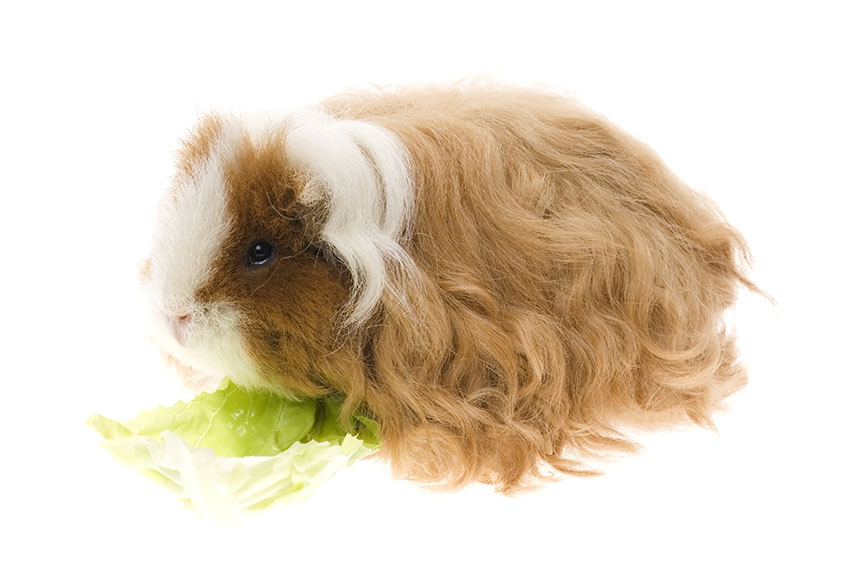 Feeding your guinea pig