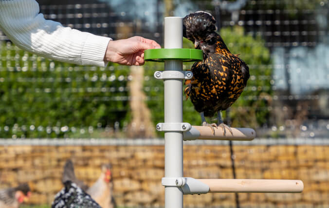 kvinna häller mat i godsaksskålen till det fristående hönsträdet