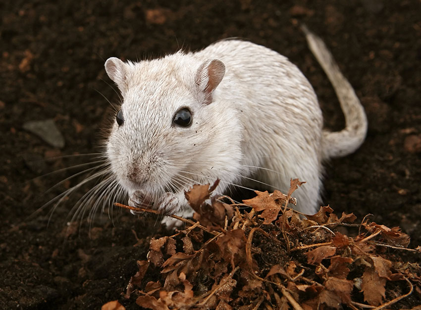 gerbil bland löv