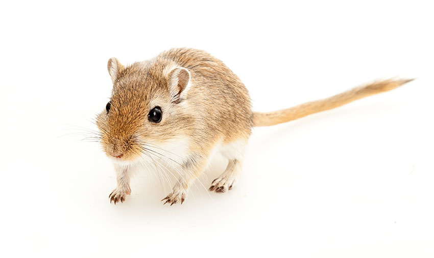 gerbil lifespans how long 