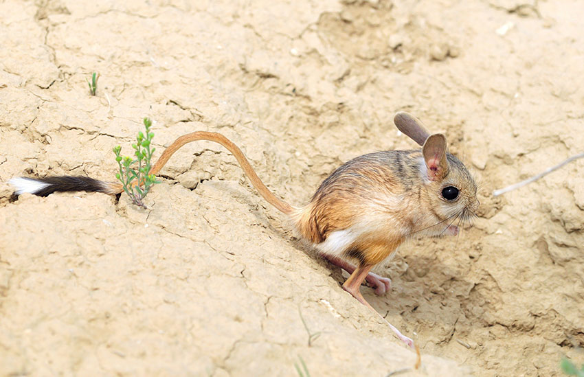 Ordet gerbil kommer förmodligen från arabiskans jerboa