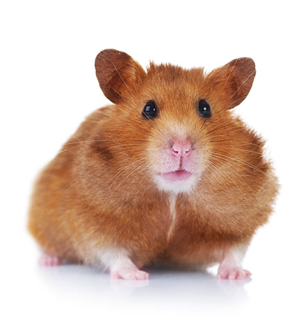 gerbil eller hamster