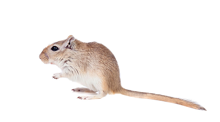 gerbil sand baths 