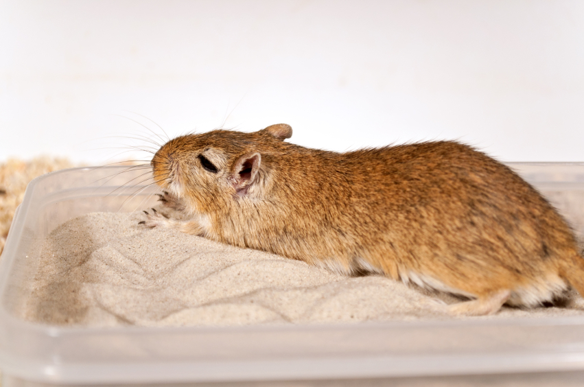 En gerbil njuter av ett sandbad.