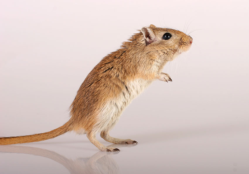 gerbils can be insured 