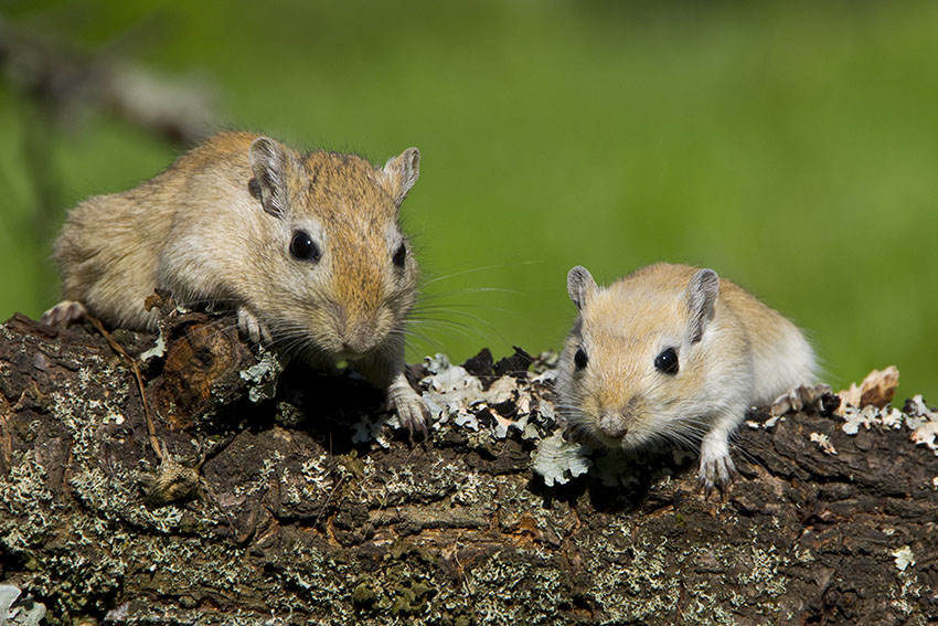 gerbils in pairs