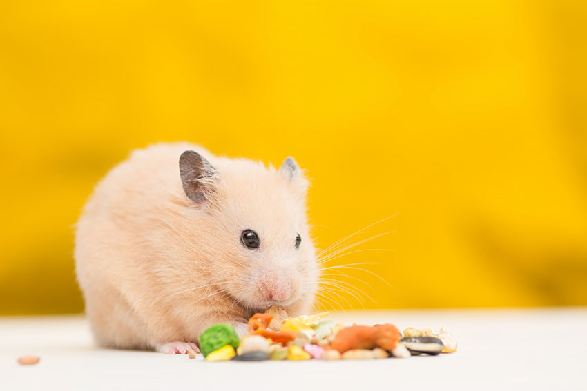 Skicket på din hamsters päls kan visa tecken på flera olika hälsoproblem