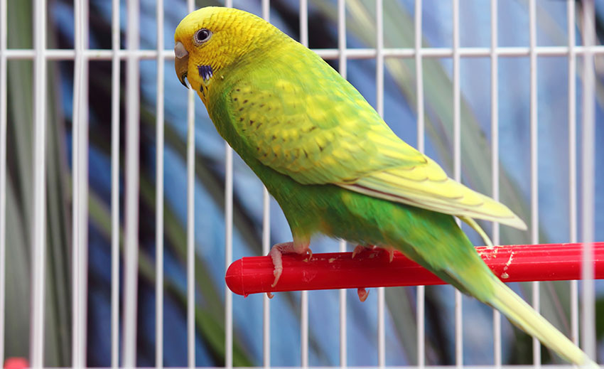 A light green budgie in a cage