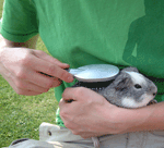 guinea pig grooming