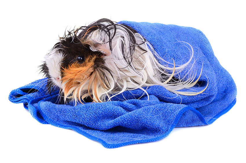 guinea pig enjoying a towel
