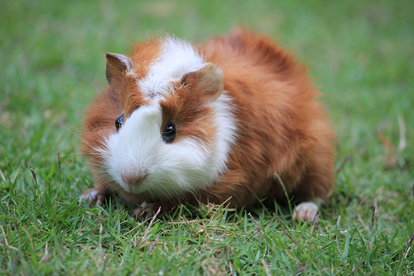 guinea pig enjoying the lawn