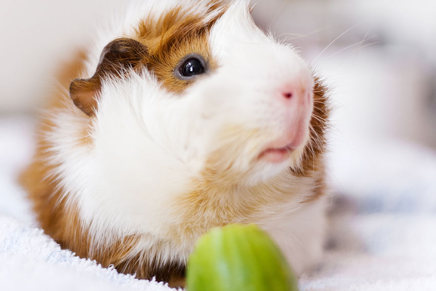 guinea pig recovering