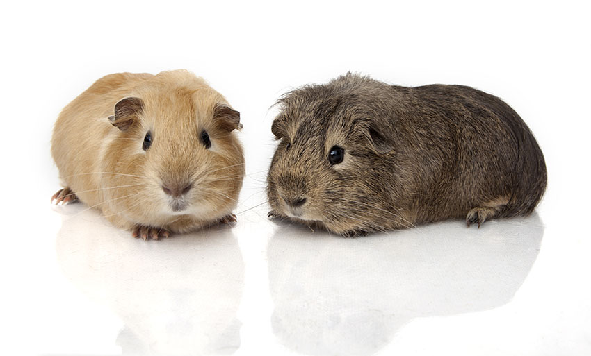 guinea pig weights vary