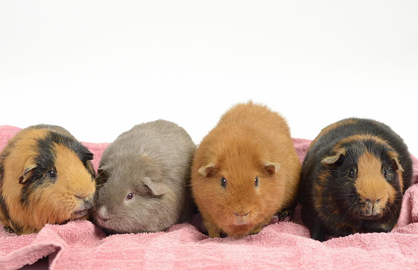 guinea pigs enjoy being indoors during cold weather