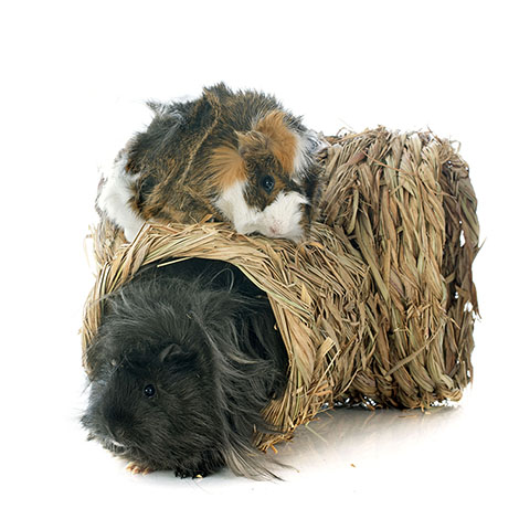 Abyssinian guinea pig