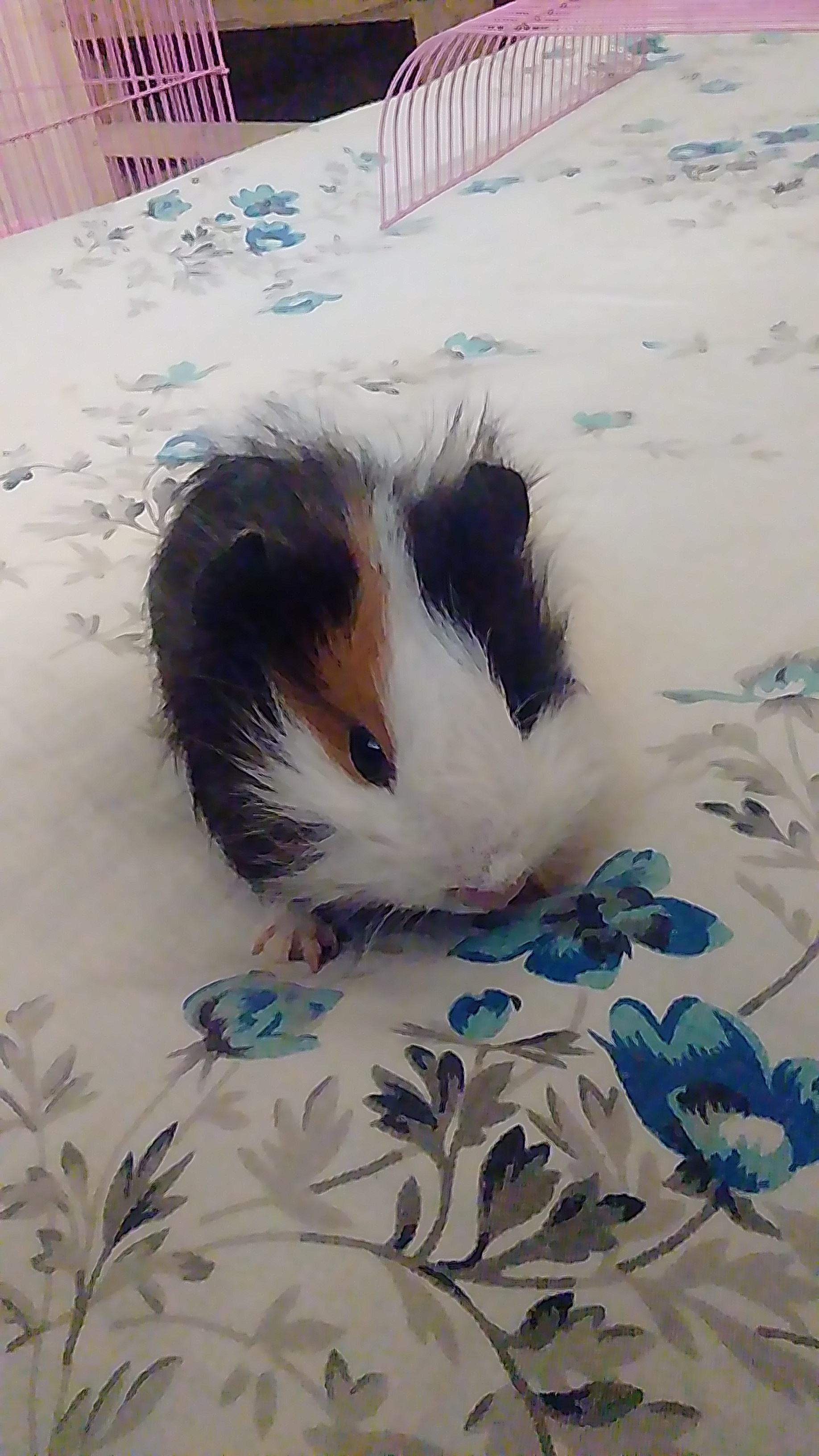Hamster kön klipp