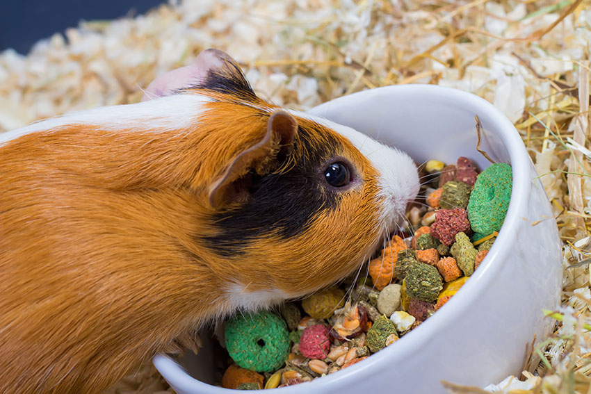 guinea pigs need dry and fresh food