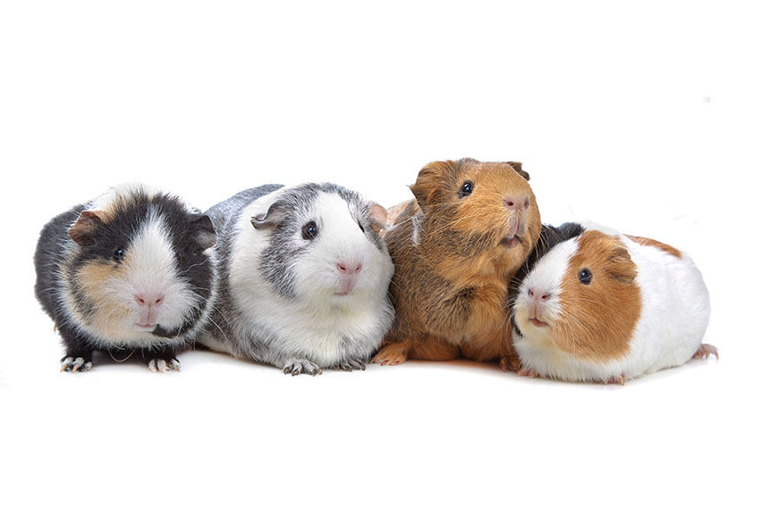 Guinea pigs talking to each other