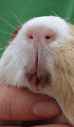 guinea pig teeth