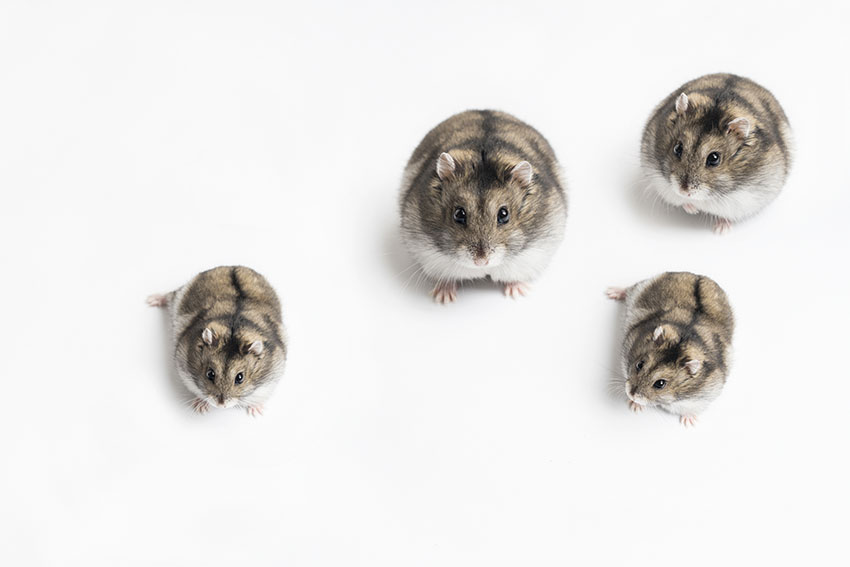 Dräktighetstiden varierar mellan olika hamsterarter