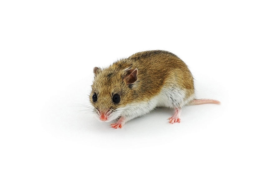 Hamsterkvalster är väldigt små, men kan orsaka mycket irritation